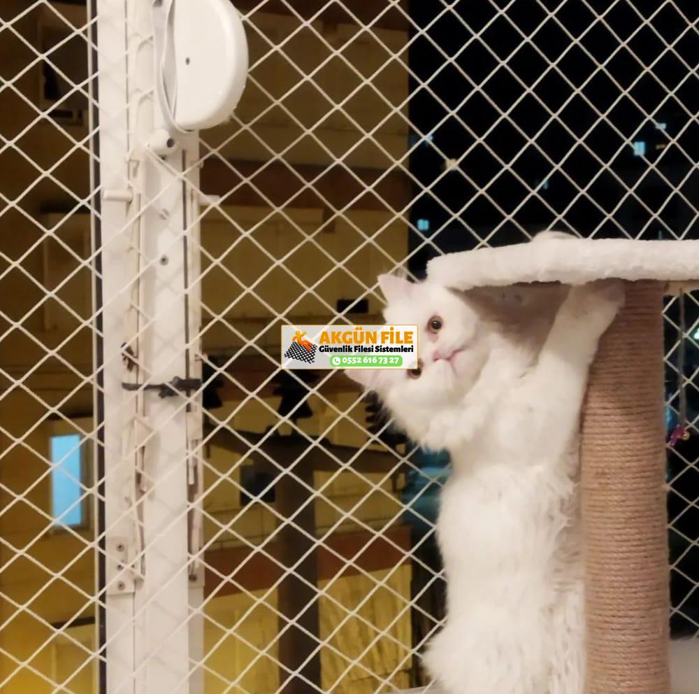 Kedi Filesi, Kedi Güvenlik Filesi